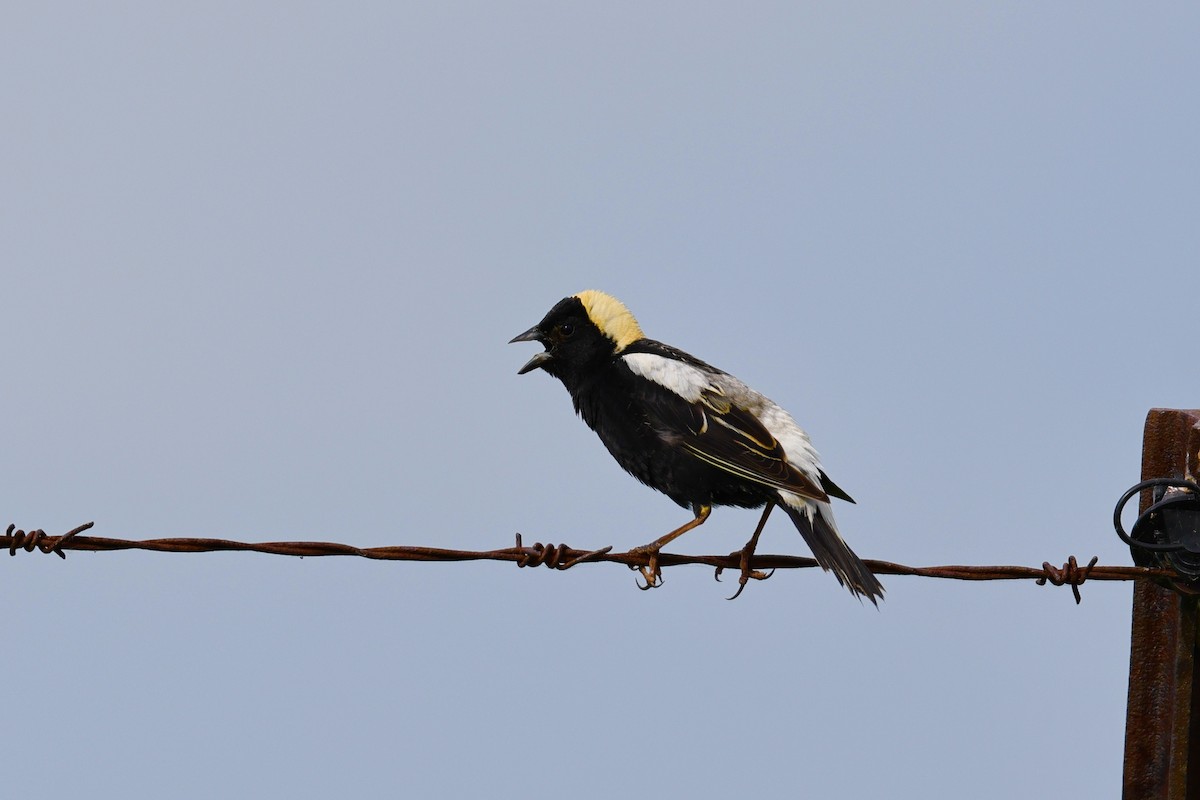 Bobolink - ML620064514