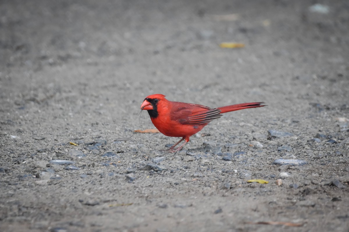 Cardinal rouge - ML620064520