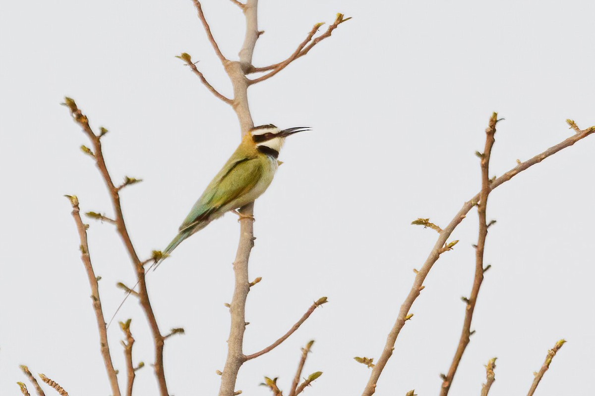 White-throated Bee-eater - ML620064535