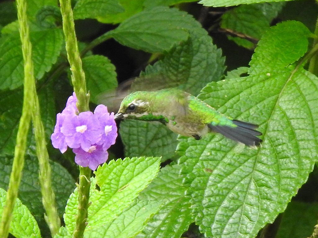kolibřík zahradní - ML620064538