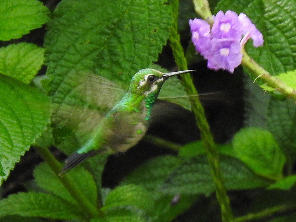 kolibřík zahradní - ML620064540