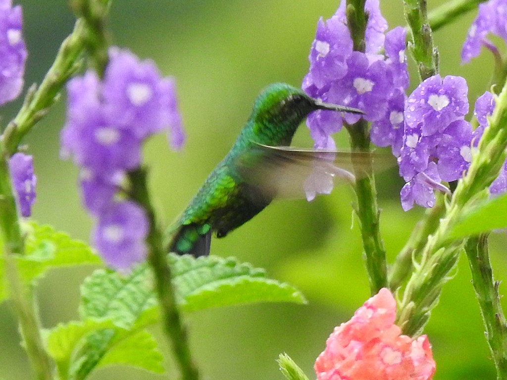 kolibřík zahradní - ML620064542