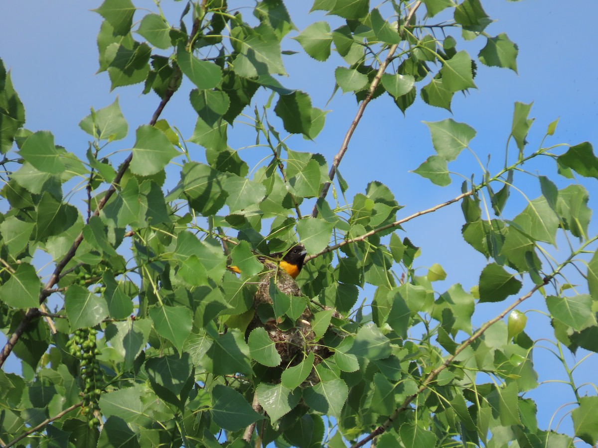 Oriole de Baltimore - ML620064549