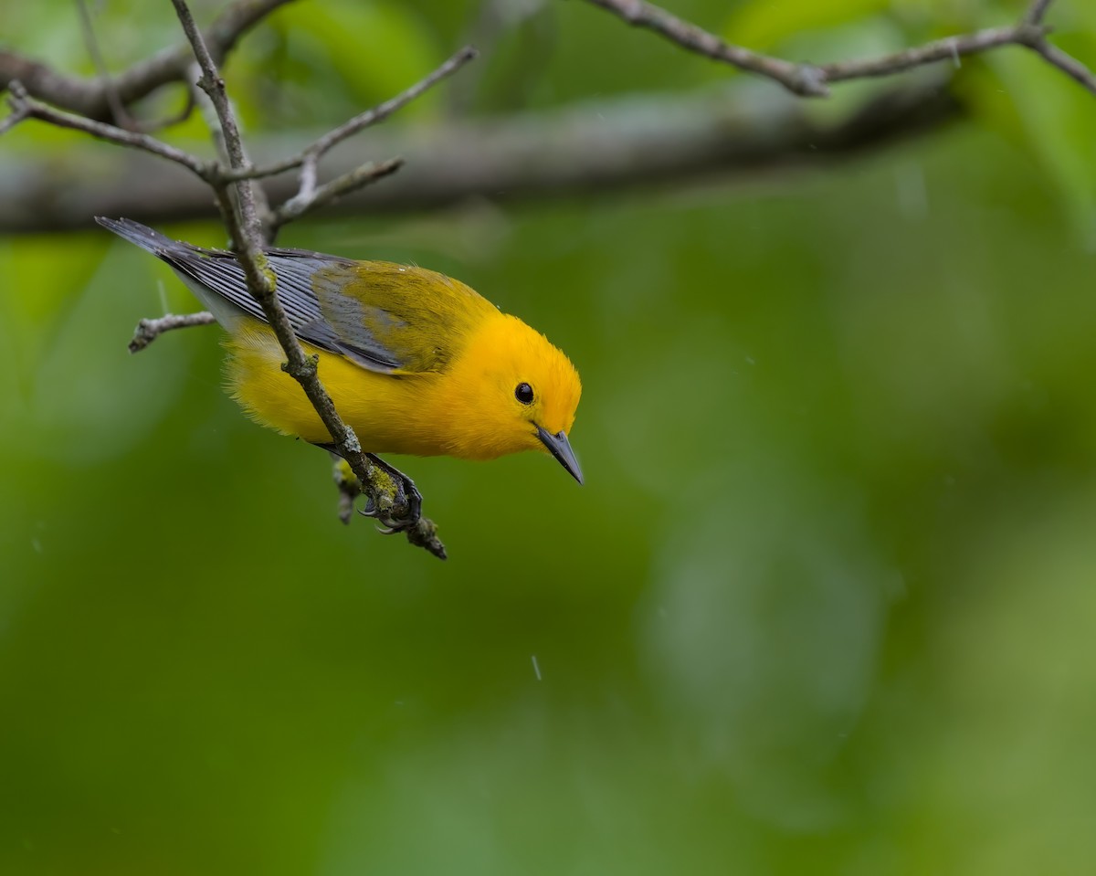 Prothonotary Warbler - ML620064550