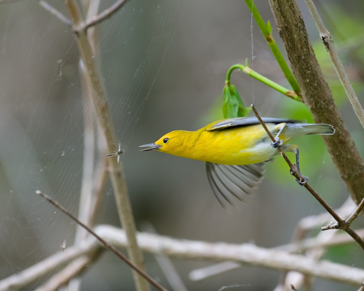 Prothonotary Warbler - ML620064551
