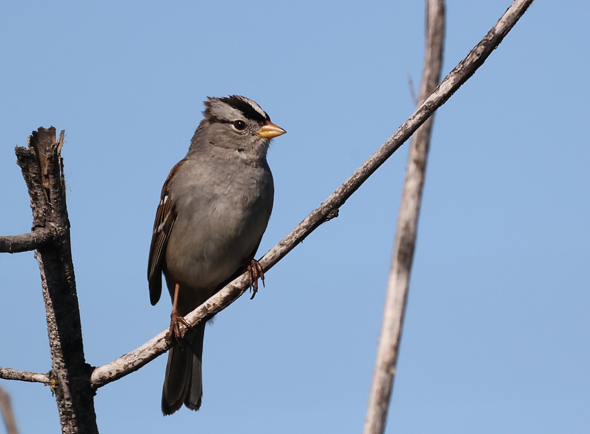 White-crowned Sparrow - ML620064554