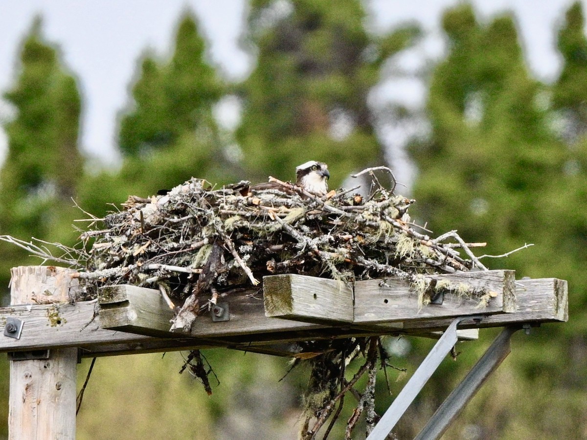 Osprey - ML620064557