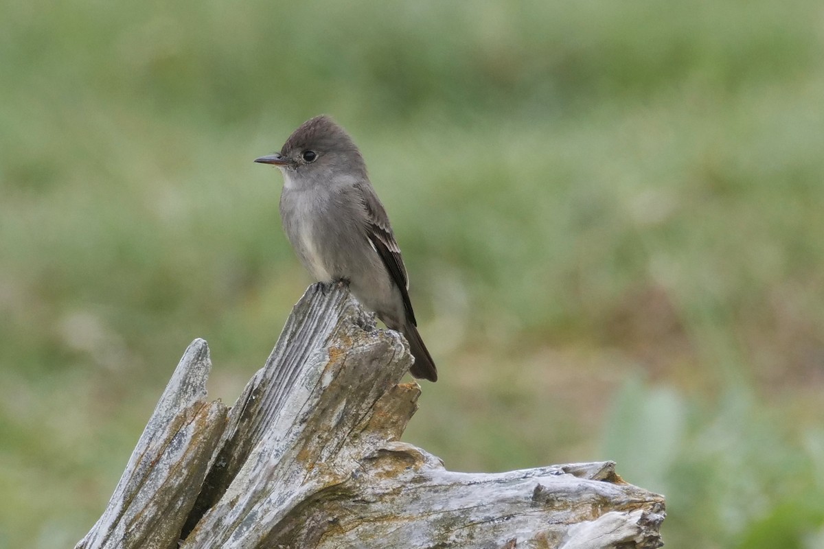 Western Wood-Pewee - ML620064561