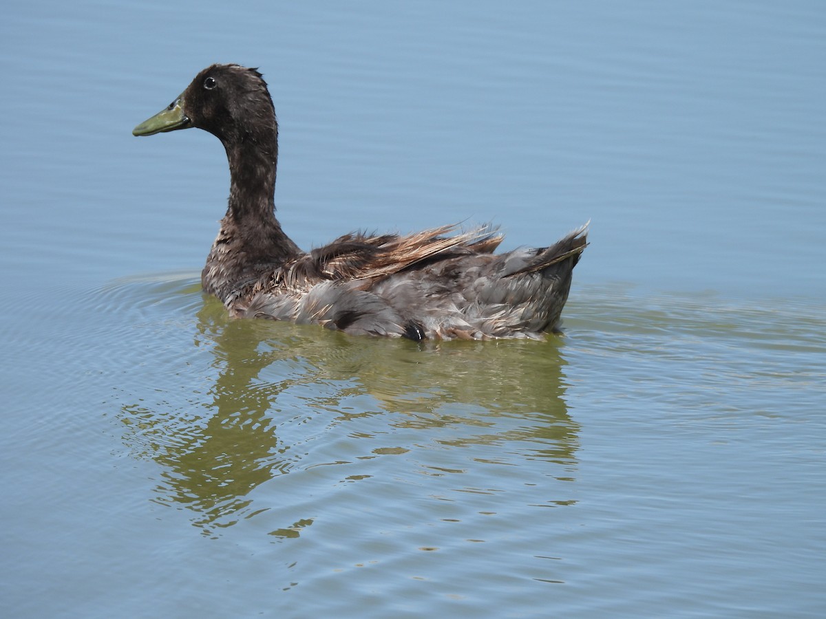 Muscovy Duck (Domestic type) - ML620064568