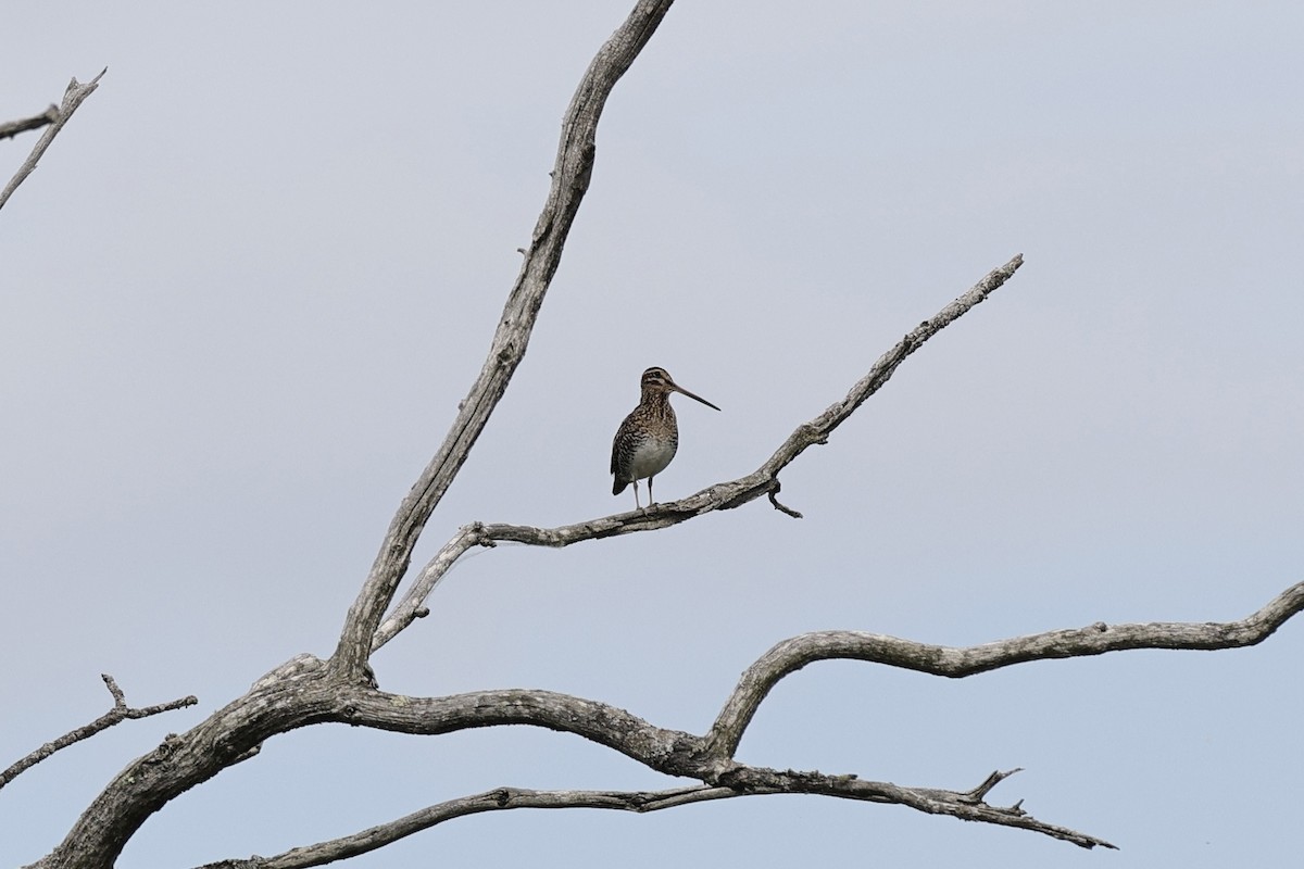 Wilson's Snipe - ML620064576