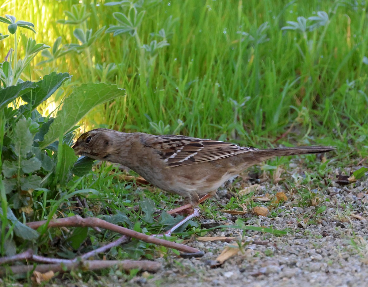 Golden-crowned Sparrow - ML620064577