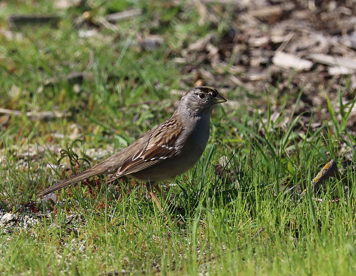 Golden-crowned Sparrow - ML620064580