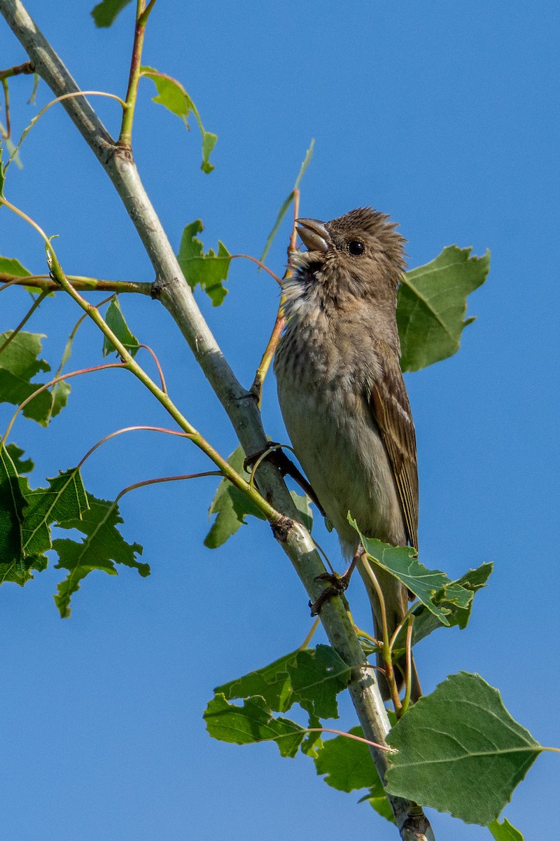 Common Rosefinch - ML620064581