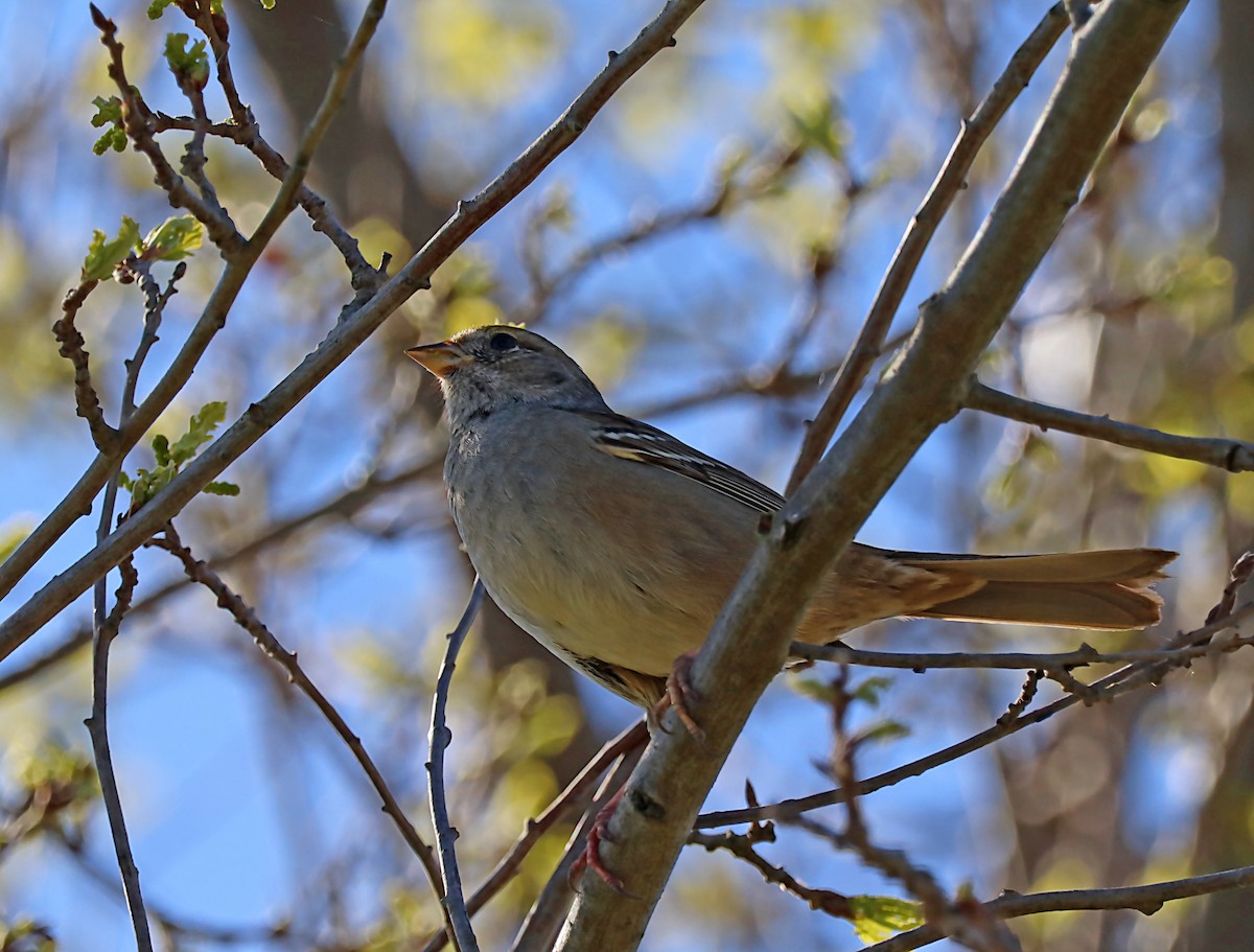 Golden-crowned Sparrow - ML620064585