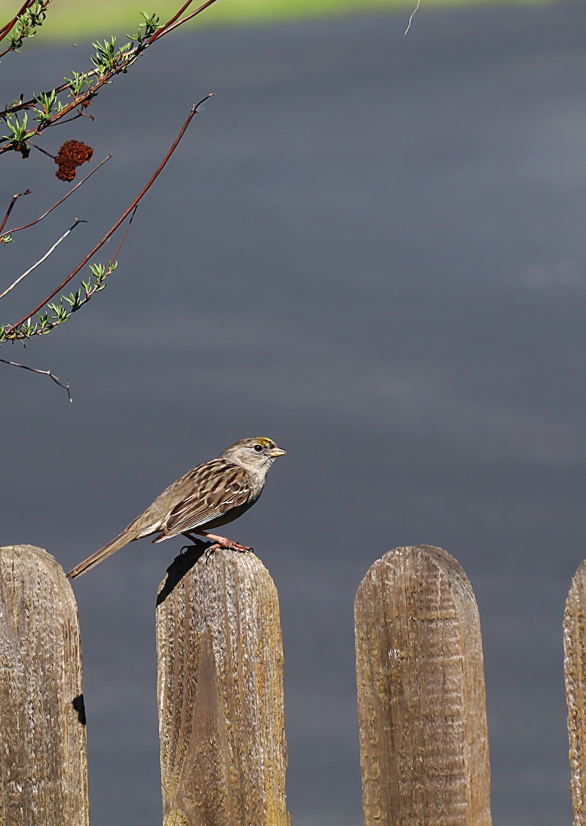 Golden-crowned Sparrow - ML620064591