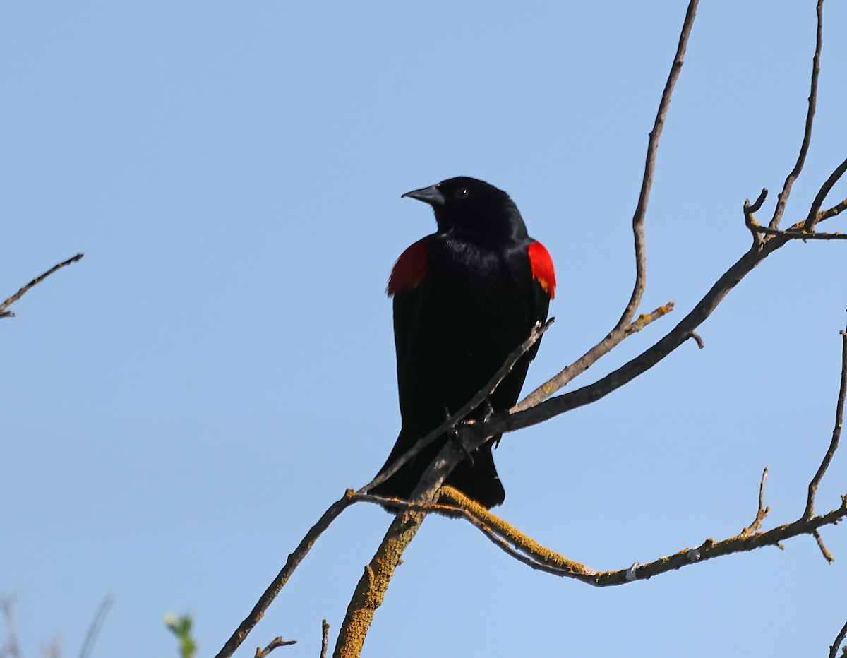 Red-winged Blackbird - ML620064599