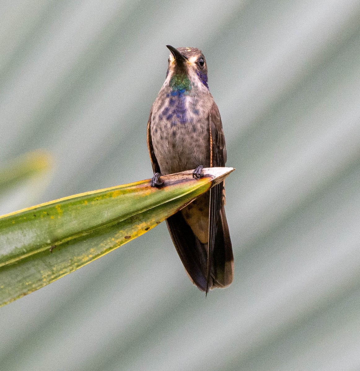 kolibřík fialovouchý - ML620064601