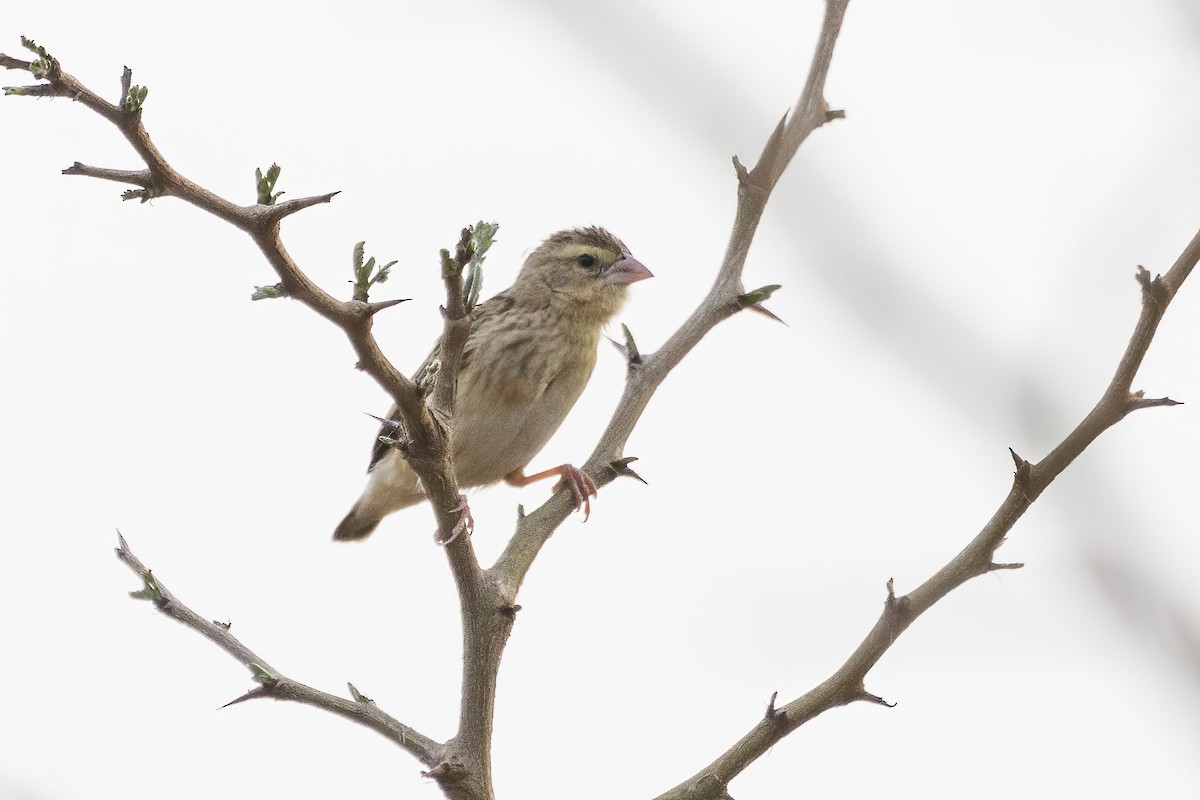 Yellow-mantled Widowbird (Yellow-mantled) - ML620064610