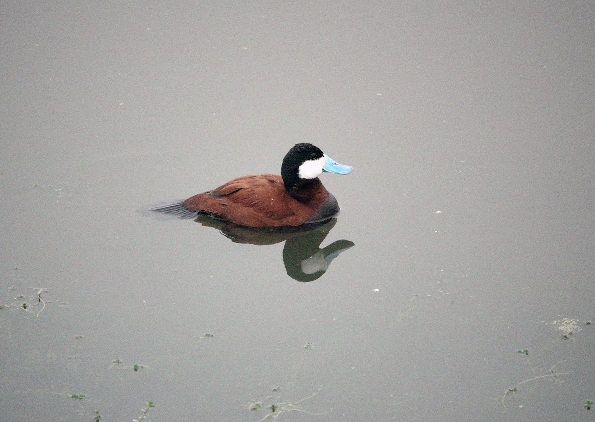Ruddy Duck - ML620064613