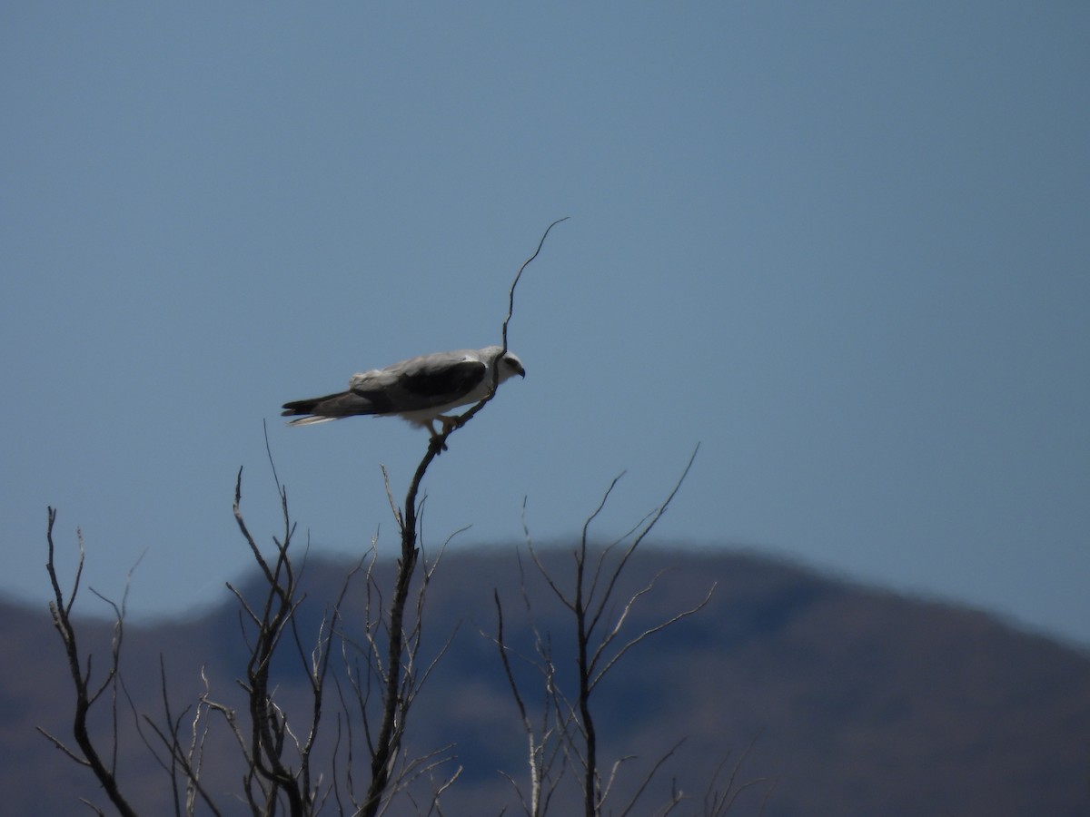 White-tailed Kite - ML620064615