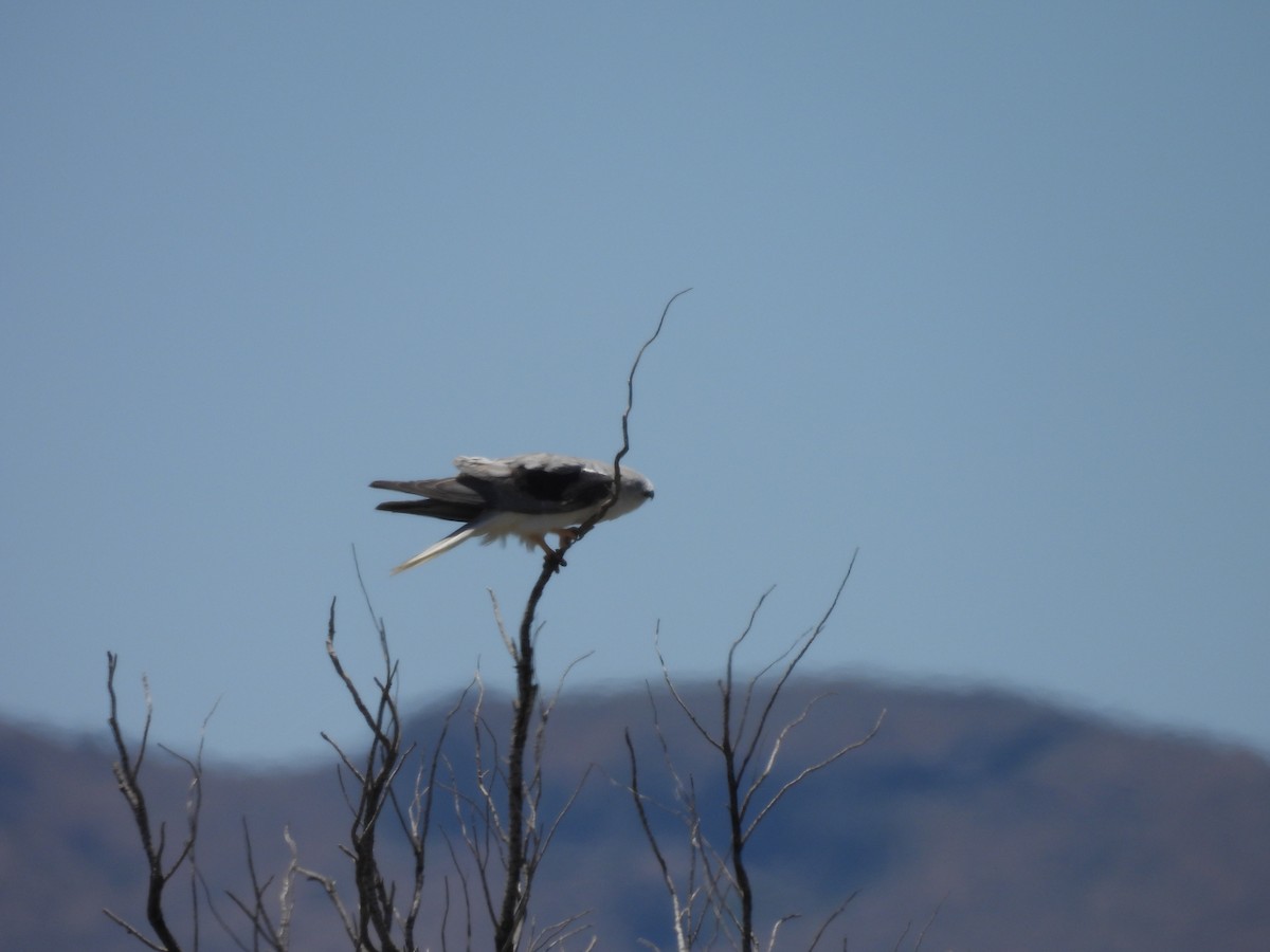 White-tailed Kite - ML620064616