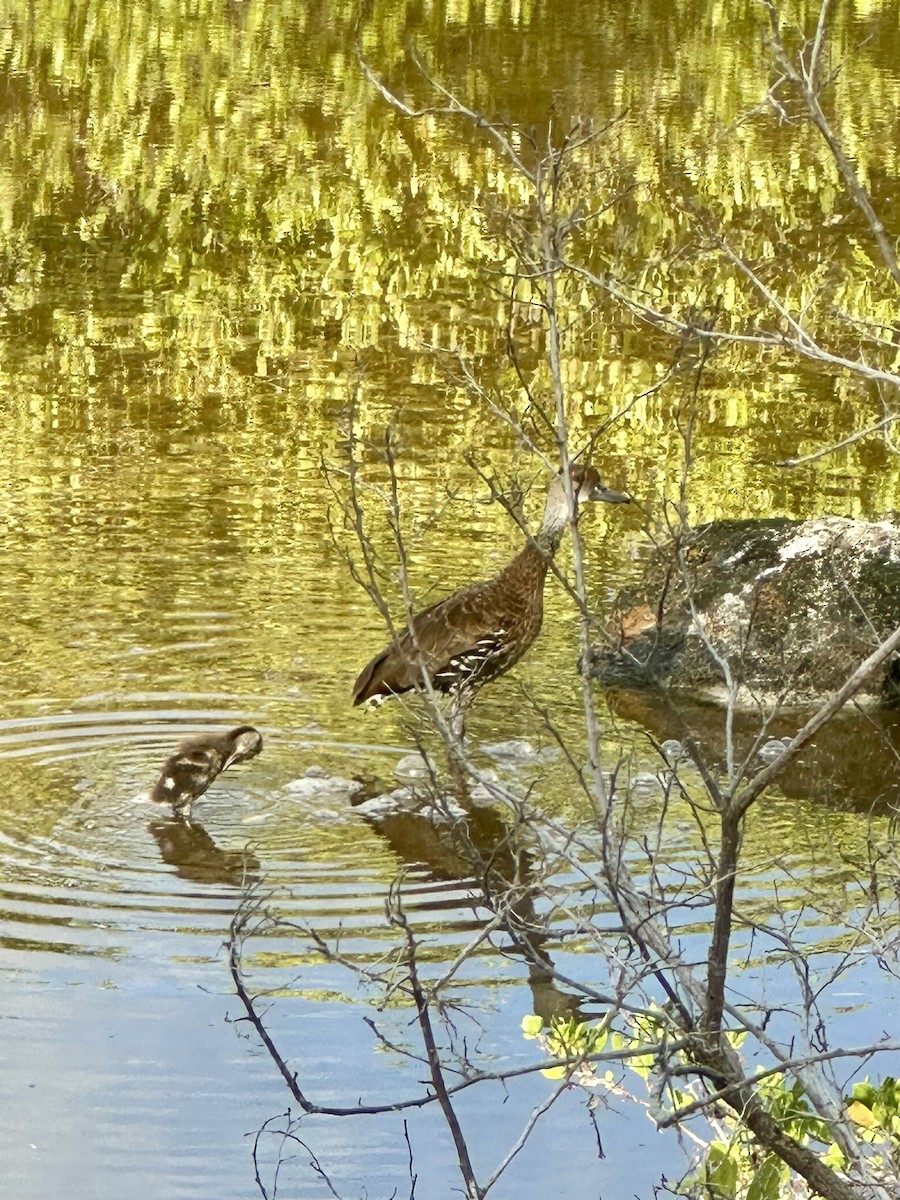 West Indian Whistling-Duck - ML620064617