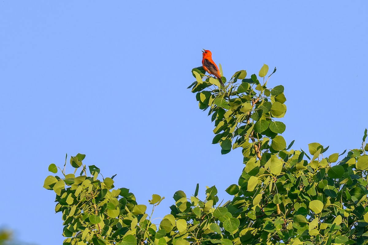 Scarlet Tanager - ML620064623