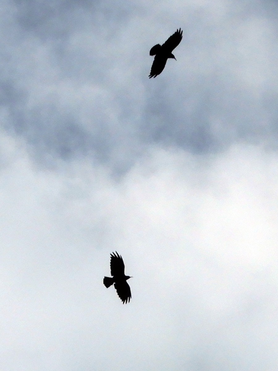 Red-billed Chough - ML620064629