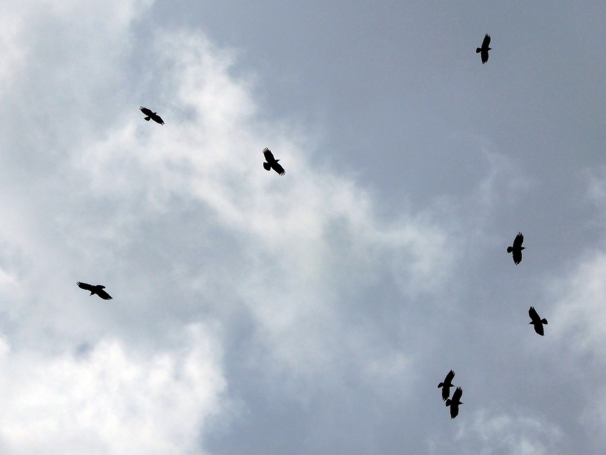 Red-billed Chough - ML620064630