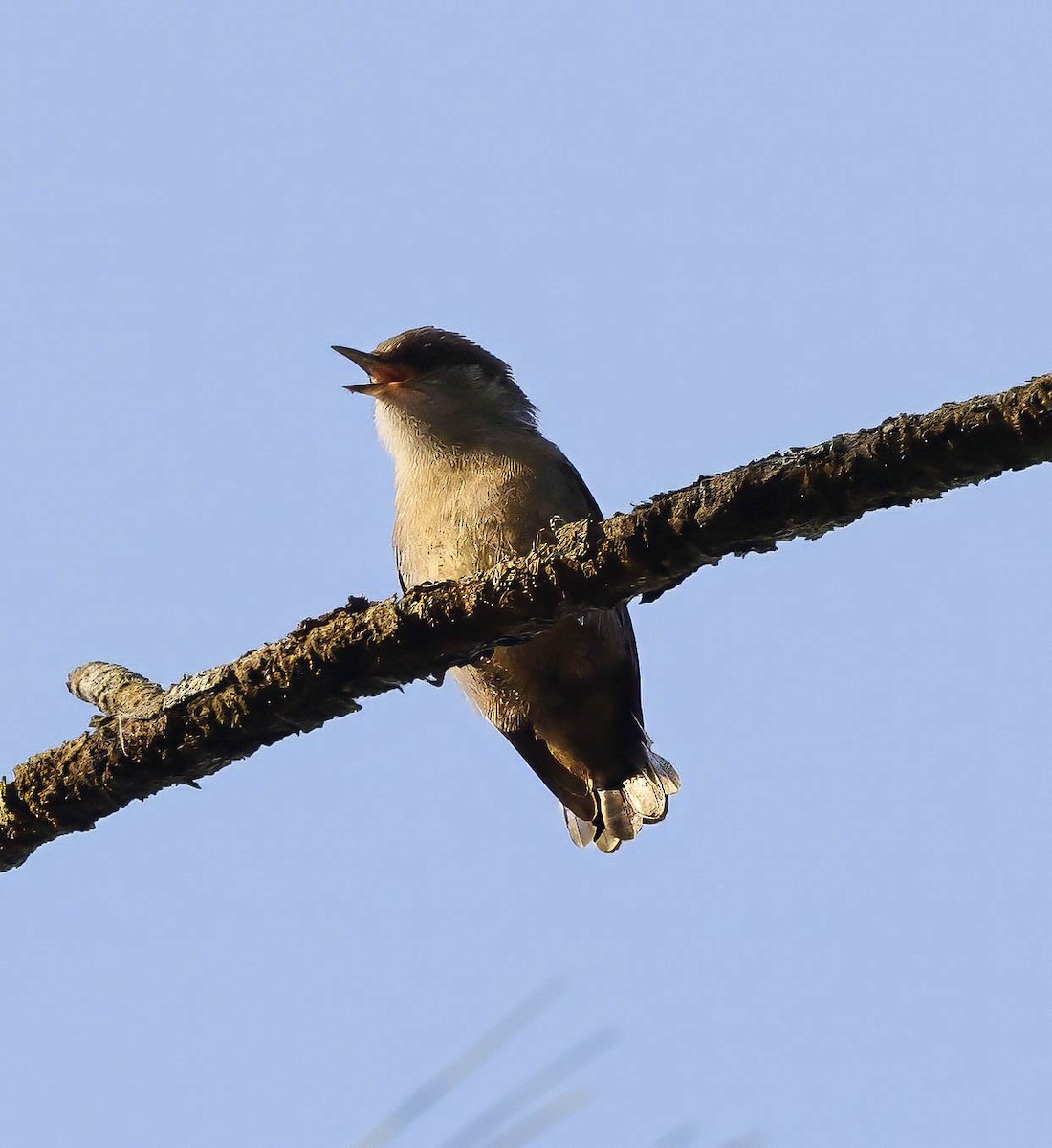 Brown-headed Nuthatch - ML620064637