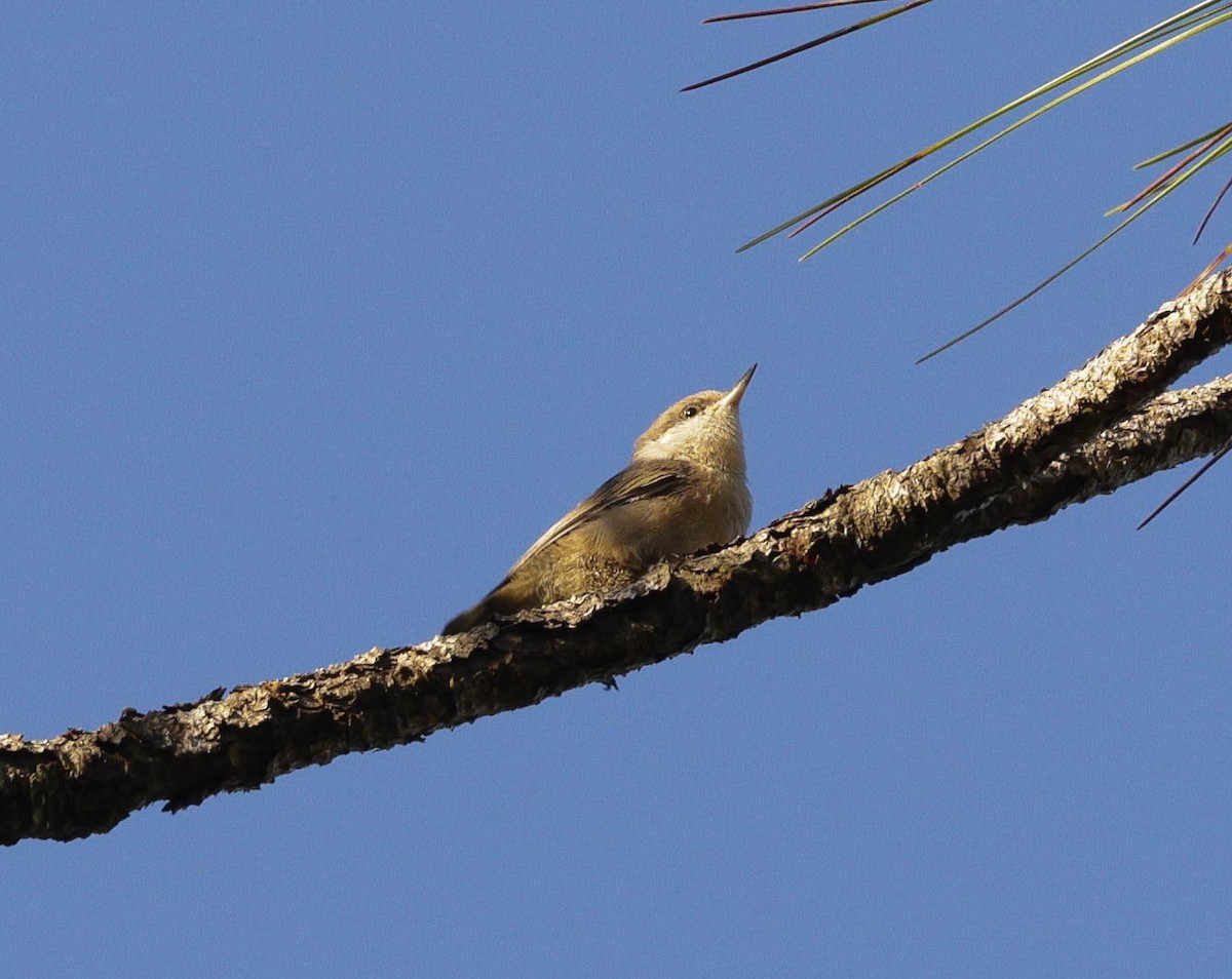 Brown-headed Nuthatch - ML620064638