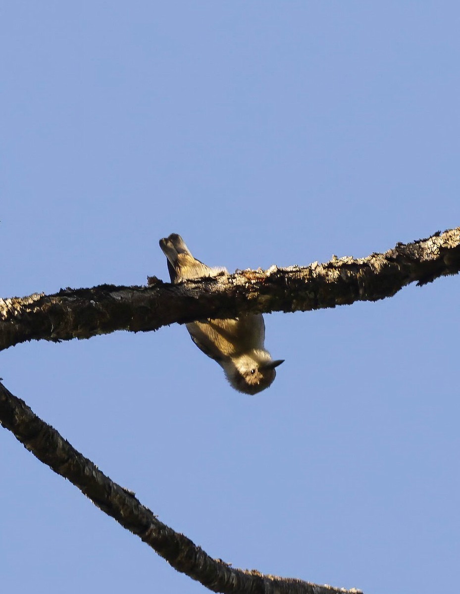 Brown-headed Nuthatch - ML620064639