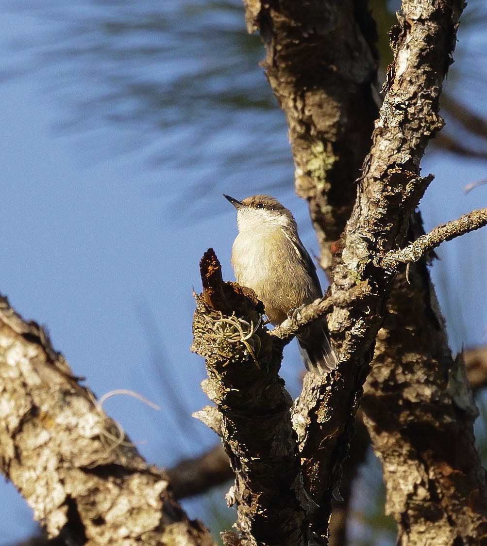 Brown-headed Nuthatch - ML620064641