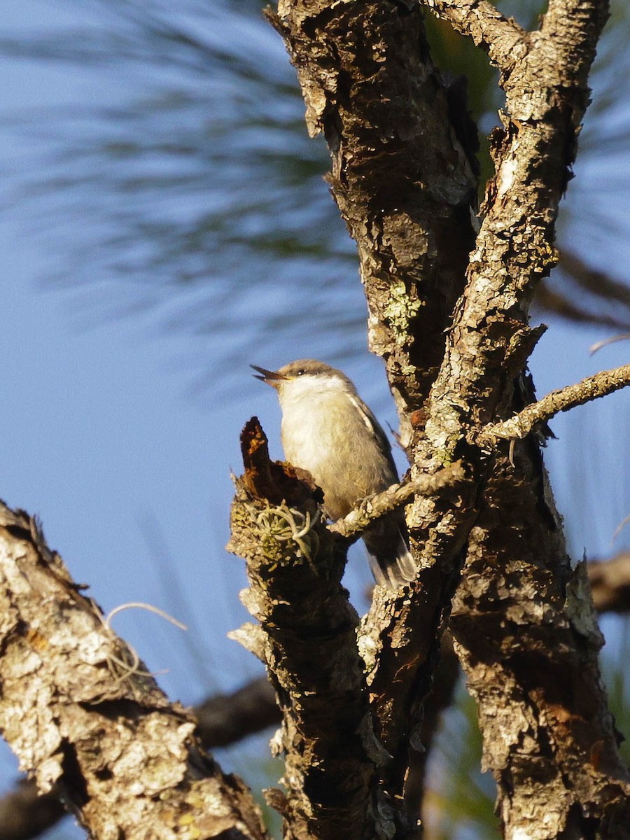 Brown-headed Nuthatch - ML620064643