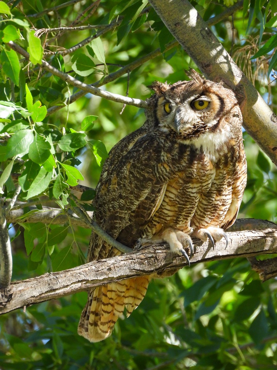 Great Horned Owl - ML620064647