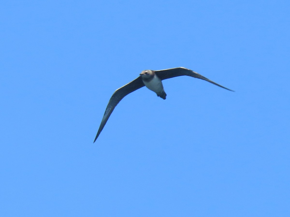Long-tailed Jaeger - ML620064664
