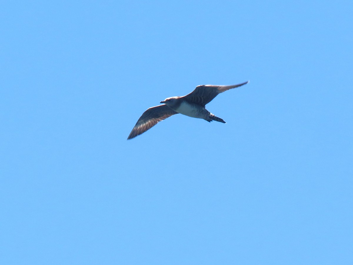 Long-tailed Jaeger - ML620064665