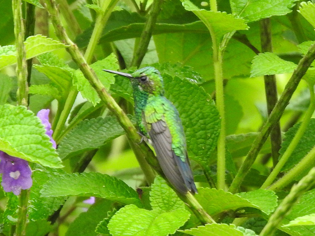 kolibřík zahradní - ML620064671