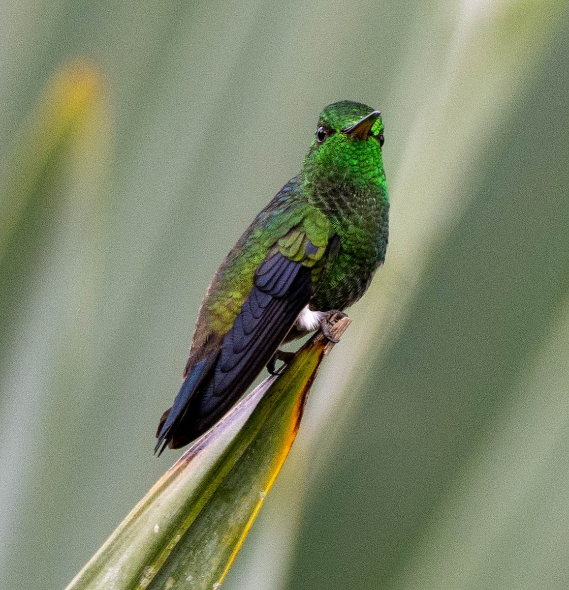 kolibřík vidloocasý - ML620064677