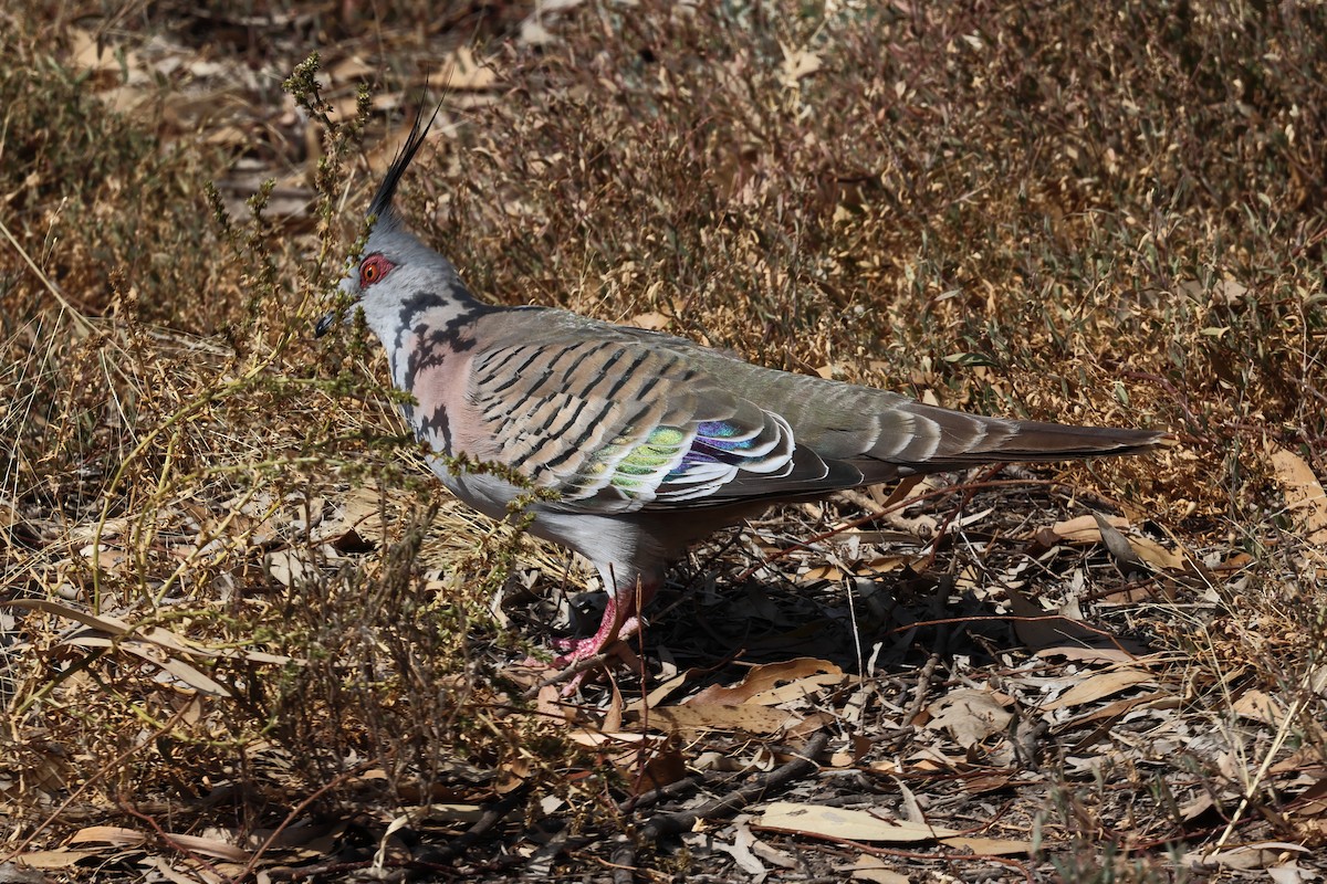 Crested Pigeon - ML620064678
