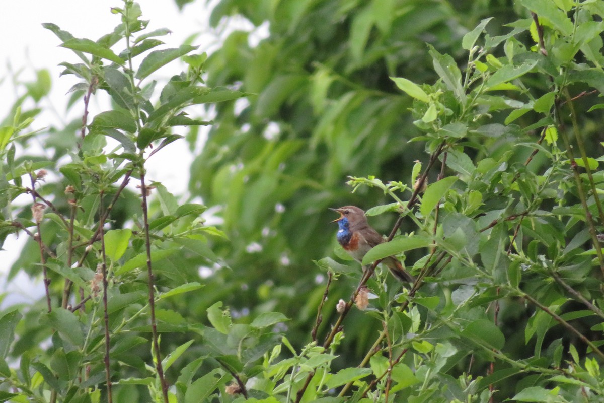 Bluethroat - ML620064685