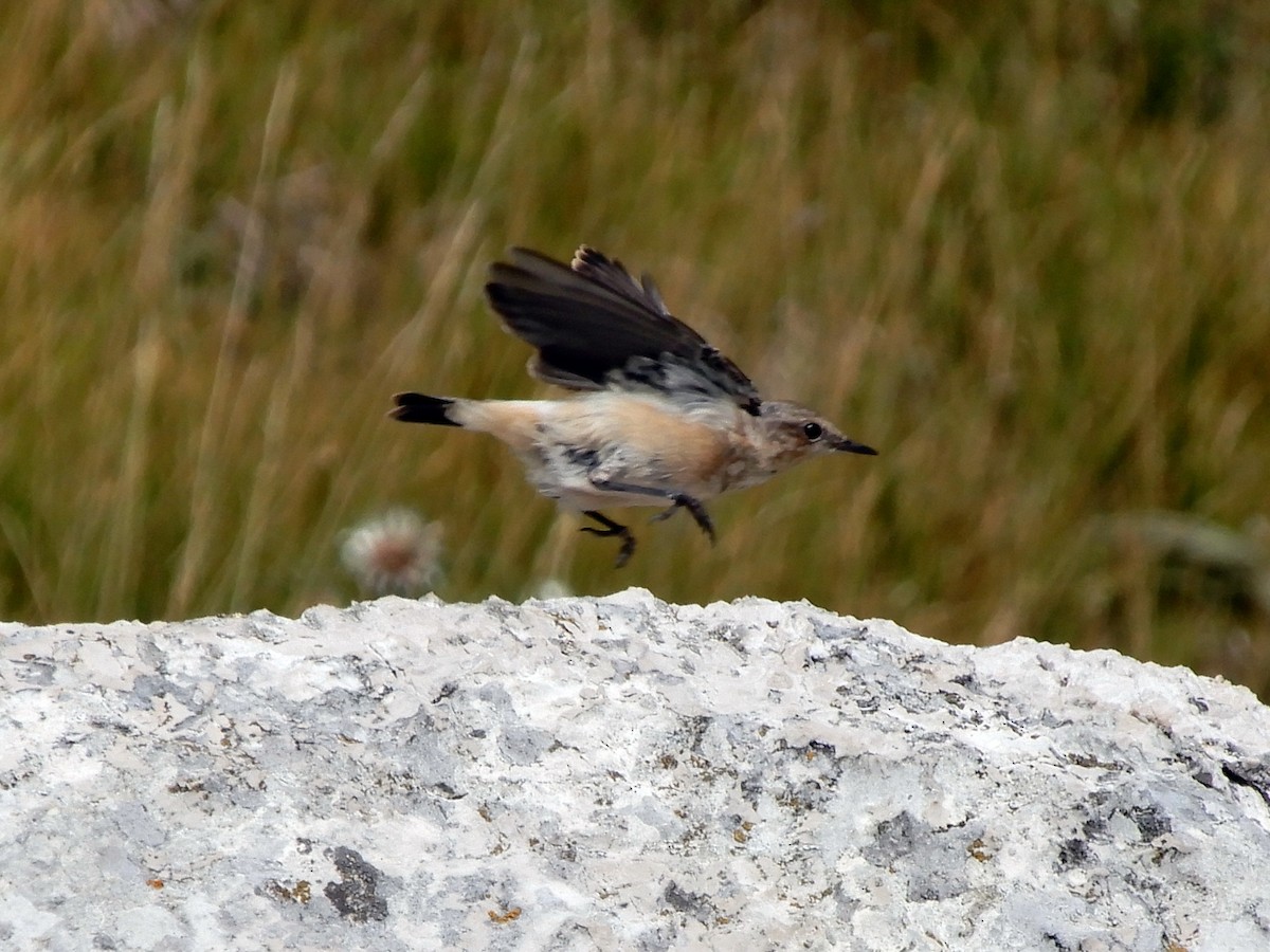 Northern Wheatear - ML620064687