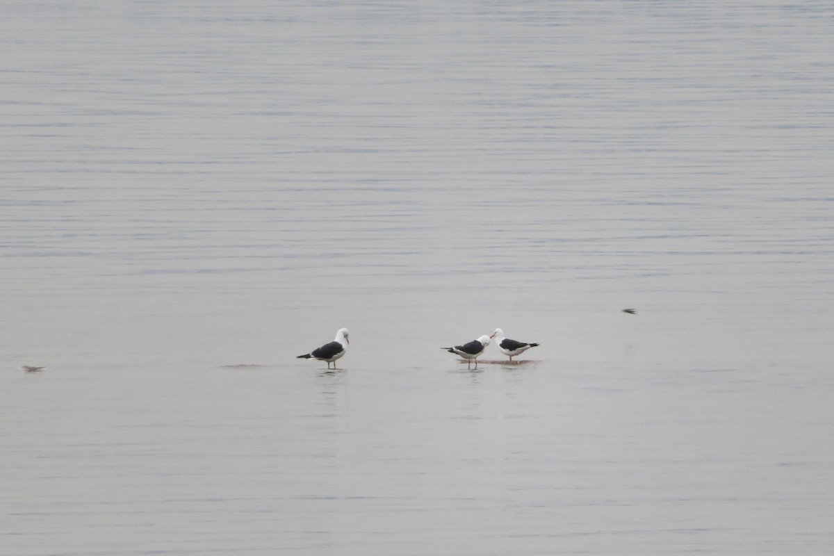 Lesser Black-backed Gull - ML620064707