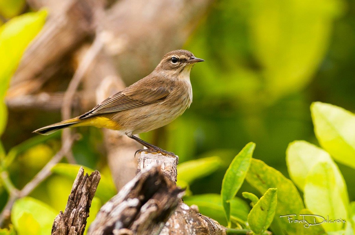 Palm Warbler - ML62006471