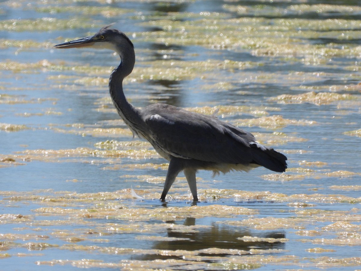 Gray Heron - ML620064739