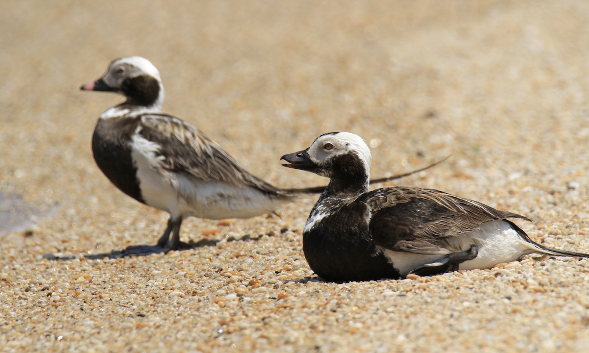 Long-tailed Duck - ML620064741