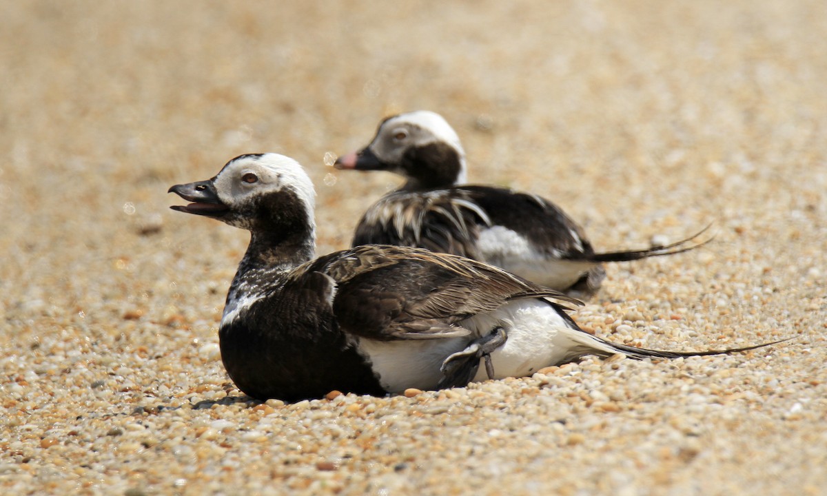 Long-tailed Duck - ML620064742