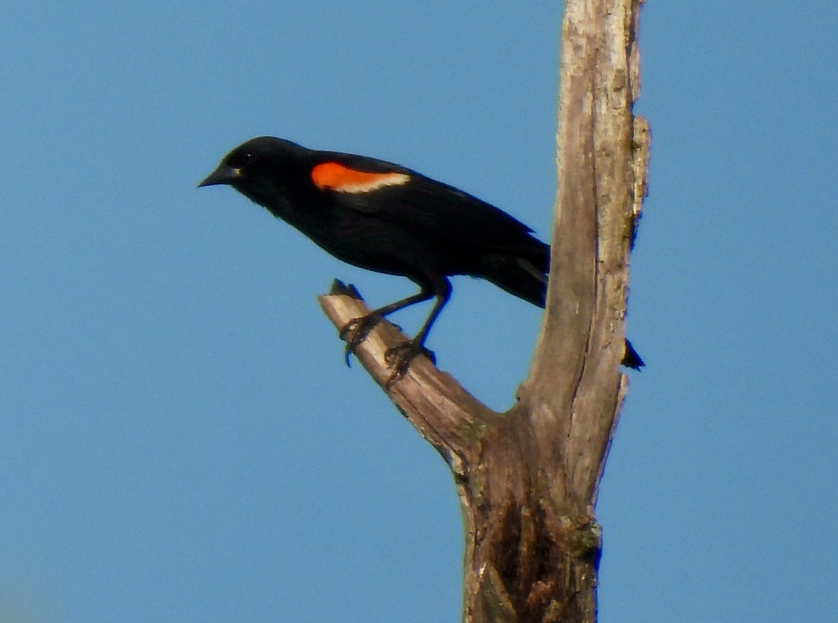 Red-winged Blackbird - ML620064743