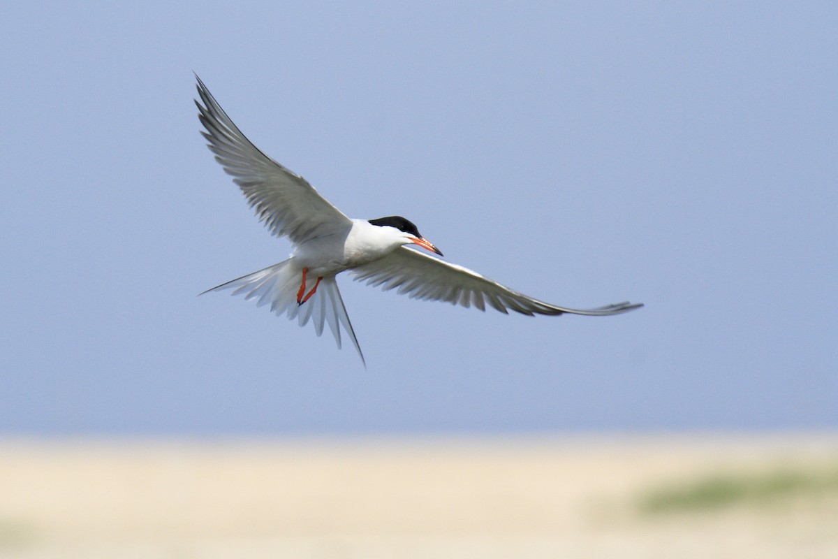 Common Tern - ML620064745
