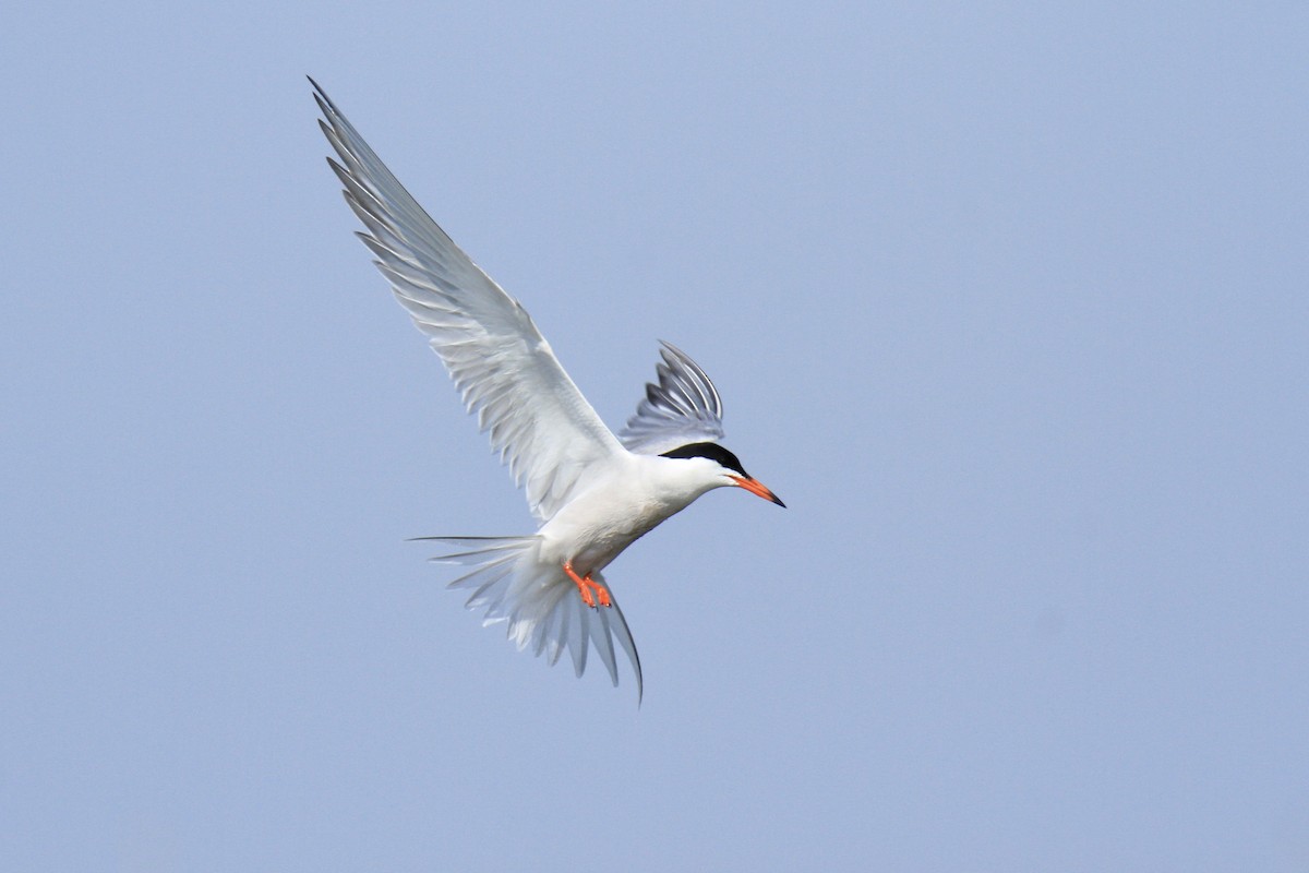 Common Tern - ML620064746